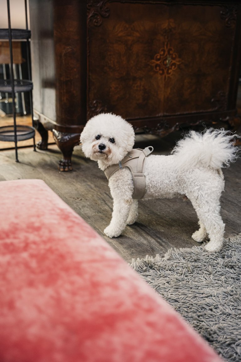 Hunde